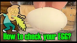 How to check your EGGs - Fresh or BAD ?