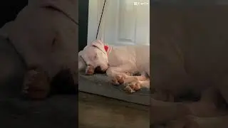 Maybe training is hard&hellip; or maybe she&rsquo;s just dreaming about all the fun she had today. 💭🐶