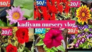 flower plants with prices||kadiam nurserys||biggest plant nurserys in india||shivakasi corner