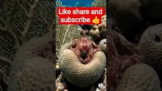 #most beautiful octopus #amazingfacts #jimcorbettwildlifeandnatureview #facts #deepseaanimal