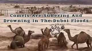 The Camels In Dubai Are Suffering & Drowning In The Floods - Dubai Rain & Flooding of 2024