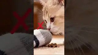 Mochi and the Mysterious Smell #mochithecat #cat #funny