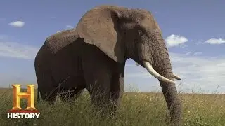 America 101: Why an Elephant for Republicans? | History