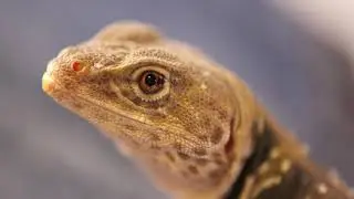 Home Habitat