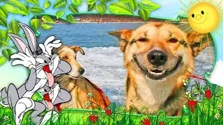 Funny Dogs Compilation 2018 | Best Funny Dog Videos Ever