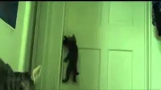 Clever Cat Opens Doorknob