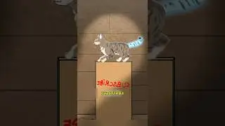 Кошачьи сигналы счастья #shorts