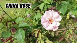 How do I care for my China Rose |  Bearing flowers plant #Plants #lovers #video