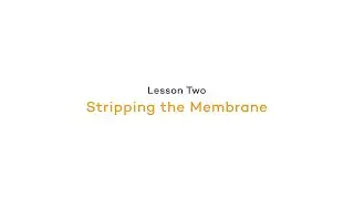 Stripping the Membrane | Fluorescence: Detection