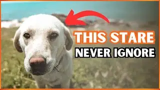 Why Dogs Stare At you? (Warning Sign)