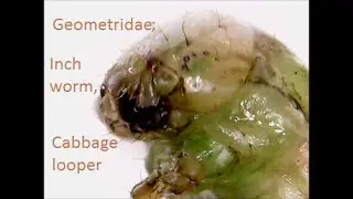 Geometridae, caterpillar