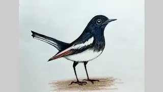 How to draw a Magpie Step by step (very easy) | Magpie Bird drawing for beginners |