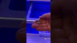 Добавляю крошечного иглобрюха в мой морской аквариум!!🐡