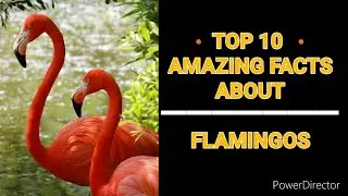 10 AMAZING FACTS ABOUT ▫FLAMINGO▫