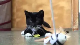 Pet of the Week: Arithmetic [4-month-old kitten]
