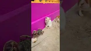 Cat vs Crab #cat #crab