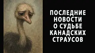 ПОСЛЕДНИЕ НОВОСТИ О СУДЬБЕ СТРАУСОВ
