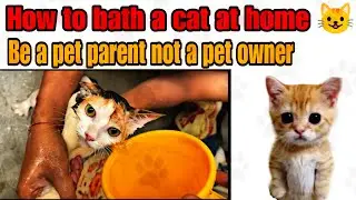 ￼How to bath a cat at home 🏠 pro tips 🐈❤️