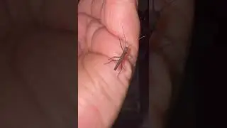 Black beauty stick insects #stickinsect #inverts #hobby #breeder #cutepets #pets #cute
