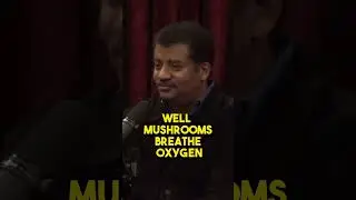 У нас с грибами больше общего, чем вы думаете&hellip;
