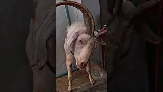 Markhor goat 💀🔥 #trending #goat #shorts