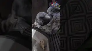 Rascal- made his own #game. Find my #favorite #toy! #Dig, dig, dig #cuteanimals part 1