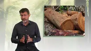 Comment et quand meurent les arbres ?
