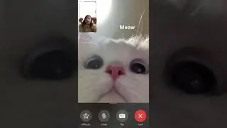 Meooooooow