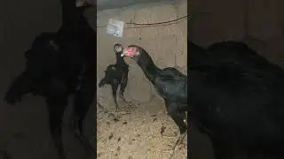 Thai Neck Locker Pullets #aseel #chicken #hen #gamefowl #murga #murgi #rooster #thailand