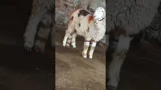 #dj #remix #song #love #sheep