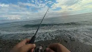 Carolina Rig terlalu gacor di spot ini. 1 softlure bisa panen banyak !!!
