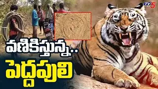 పెద్దపులి టెర్రర్..!  Tiger HULCHAL At Koyyalagudem | Eluru District | TV5 News