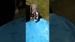 Kayla Knight dog don't want water in the pool