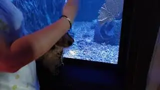 Pork Roll KW Aquarium 1