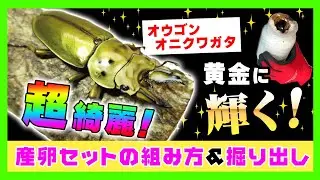 【超美しい！】ババオウゴンオニクワガタがメイトガードしていたのでカワラ菌糸ビンで産卵セットを組んで1ヶ月経ったので、サクッとだけ掘り出してみた！