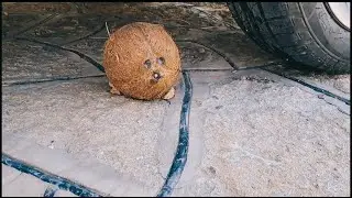 crushing stunning ages and coconut vs car weel / ASMR creative distraction satisfying,🥥🥥🥥