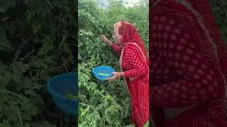 Kantola / Kakoda ki sabzi #kantola #organicfarming #kakoda #kantolakisabji #desifood #vegetables