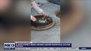 5,000 honey bees found hiding under a manhole cover in Colville | FOX 13 Seattle