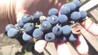 вино из винограда. кислый сорт винограда. #теориягригория