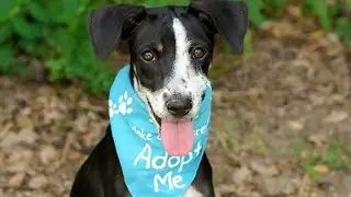 City Dogs Cleveland declares 'urgent' need for pet adoptions due to 'very full' kennel