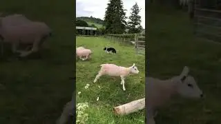 THIS IS HOW THE SHEPHERD DOGS ( &Ccedil;OBAN K&Ouml;PEĞİ B&Ouml;YLE OLUR )