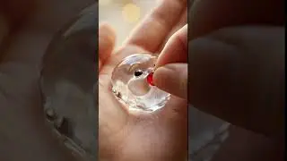 The Cutest Crystal Baby Ever | Tiny Transparent Life in Human Hands  #sharing  #video #upload #free