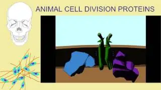 ANIMAL CELL DIVISION PROTEINS: EVOLUTION OF GENE FAMILIES