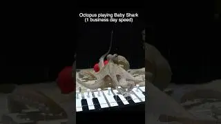 Teaching an octopus piano