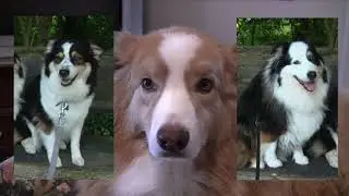 Do Dogs Remember?