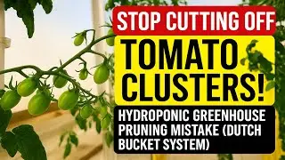 Stop Cutting Off Tomato Clusters! Hydroponic Greenhouse Pruning Mistake (Dutch Bucket System)