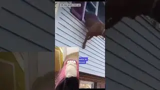 Dog jumps from burning house!! #shorts #youtubeshorts #trending