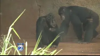 Chimpanzee exhibit reopens at Honolulu Zoo