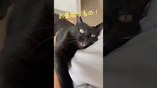 お腹の上でにゃんこストライキ!?パパお出かけ禁止令　#黒猫 #猫 #cat #猫のいる暮らし #にゃんにゃんにゃん3兄弟