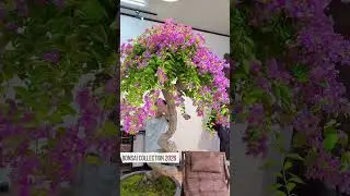 Bonsai 2026 - Part 146 | Art Bougainvillea ( Nghệ Thuật Hoa Giấy ) #bougainvillea
